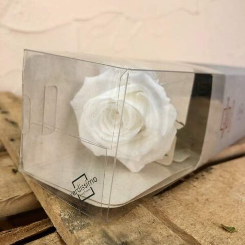 Rosa eterna blanca
