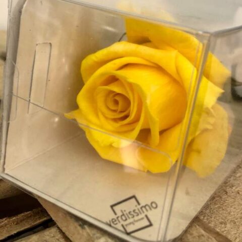 Rosa preservada amarilla