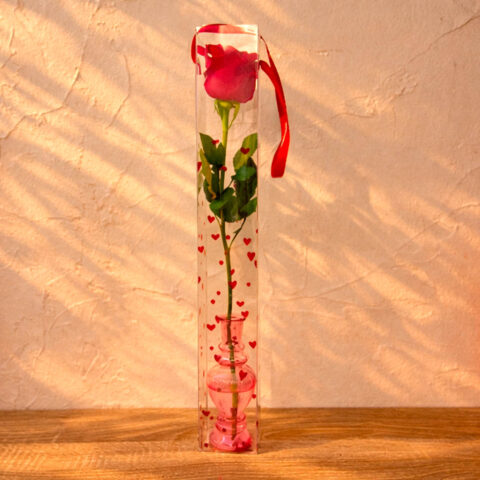 Rosa en jarrón y caja transparente