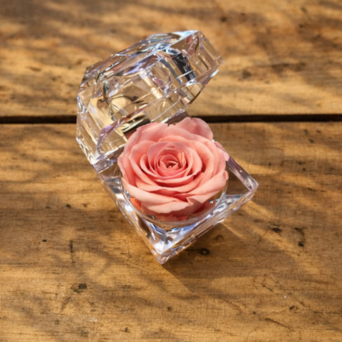 Rosa rosada pequeña preservada