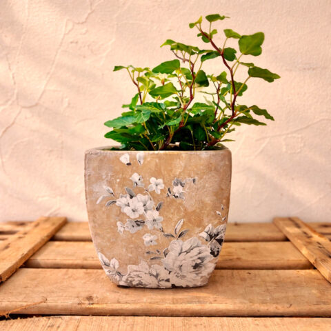 hiedra con macetero de flores