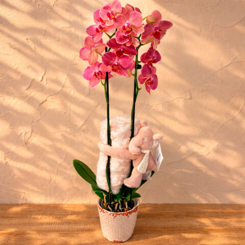 Orquidea 2 tallos color peluche