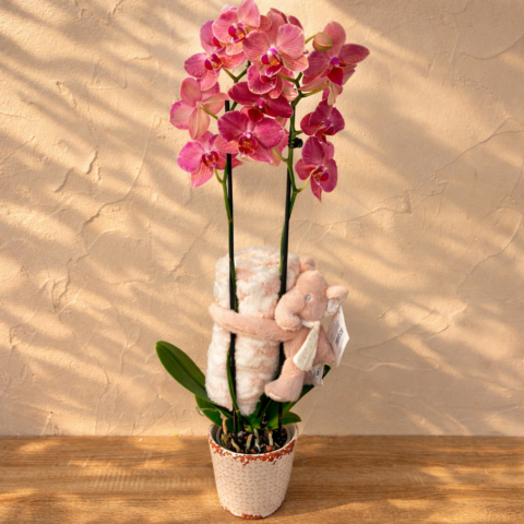 Orquidea 2 tallos color peluche