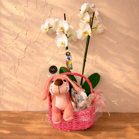 Cesta con Orquídea y peluche