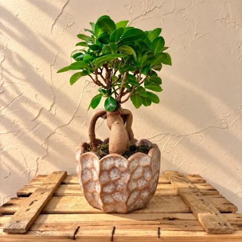 ficus ginseng