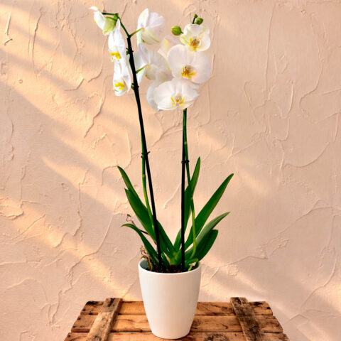 Orquídea blanca