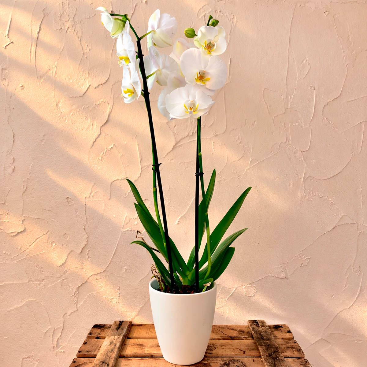 Orquídea blanca