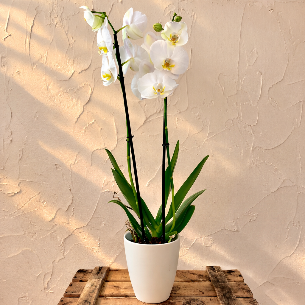 Orquidea blanca