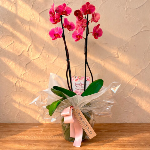 Orquidea color