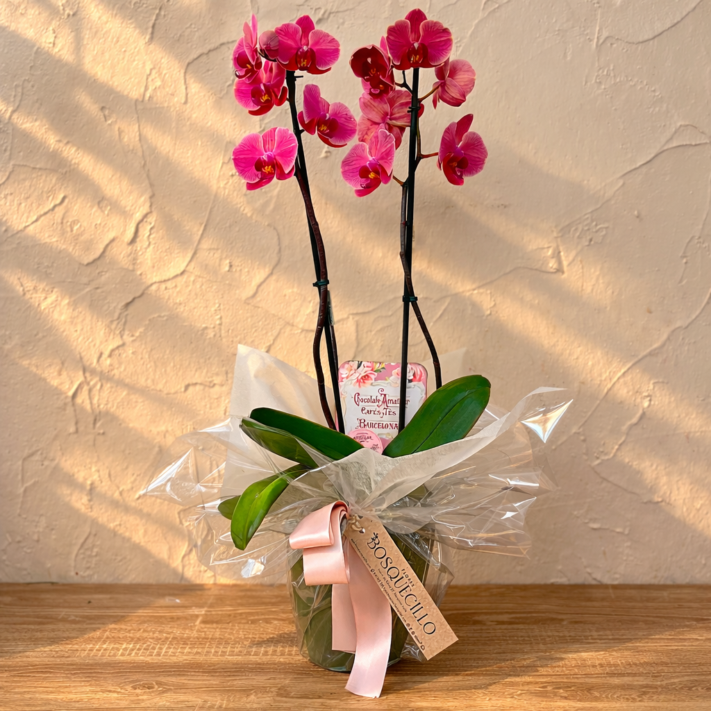 Orquidea color