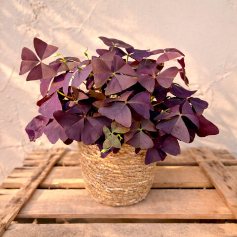 Oxalis en cesta
