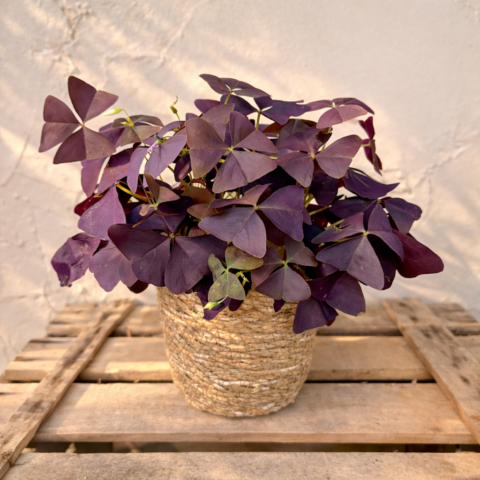Oxalis
