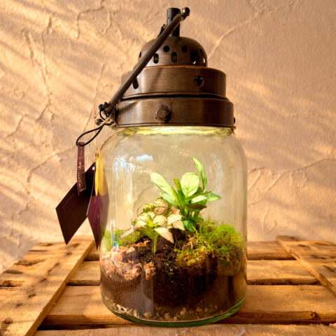 terrario vintag con luz