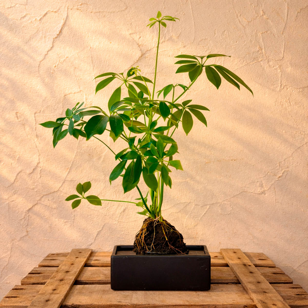 Schefflera en roca volcánica