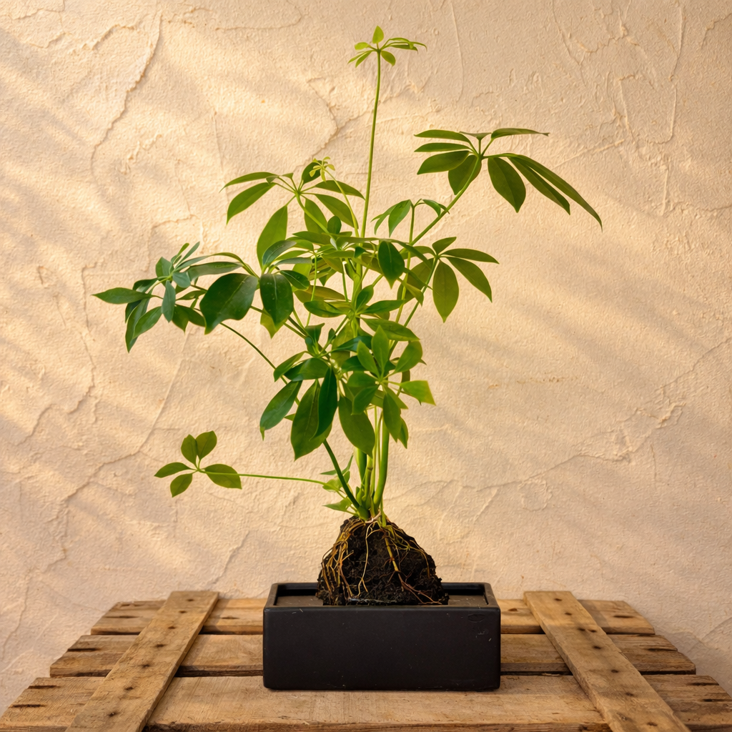 Schefflera en roca volcánica