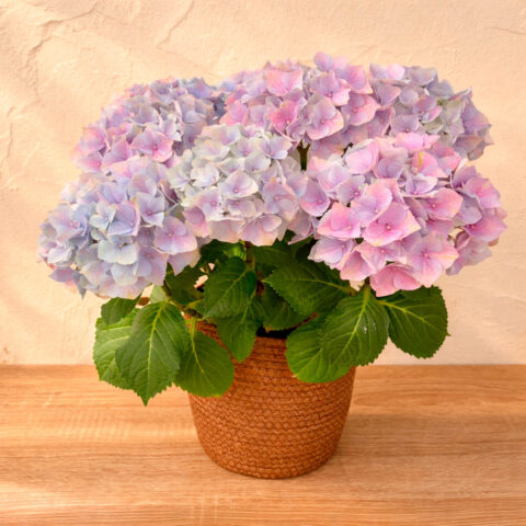 hortensia azul