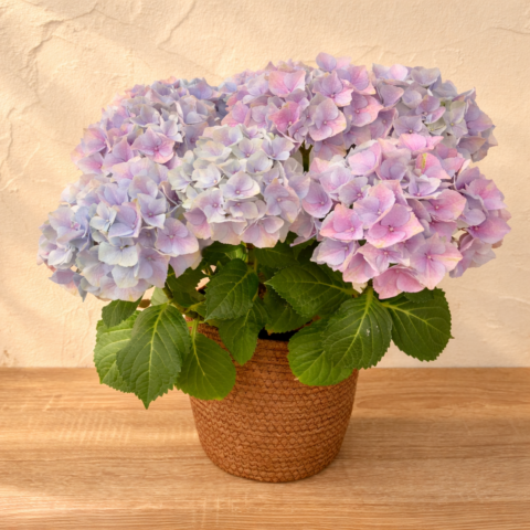Hortensia