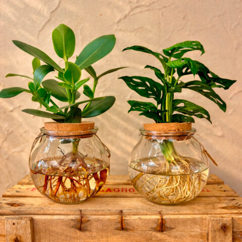 Peceras de plantas