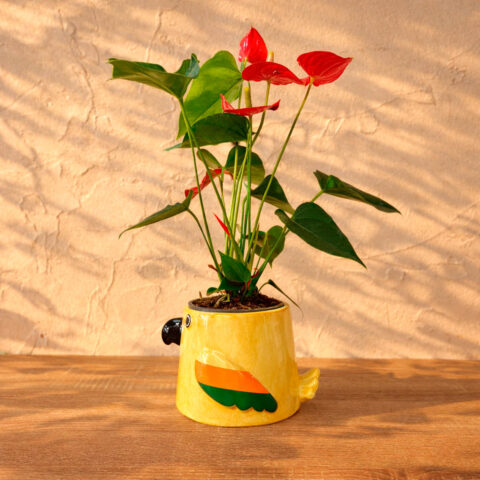 Anthurium rojo loro