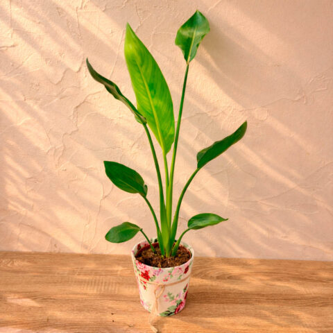Strelitzia pequeña