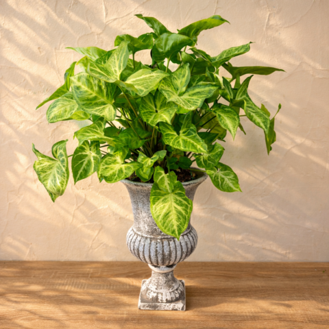 Copa grande con Syngonium