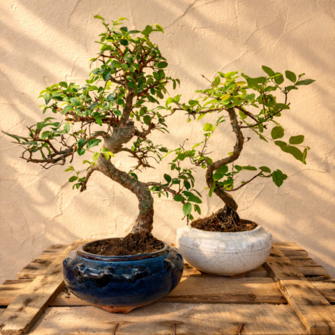 Bonsai