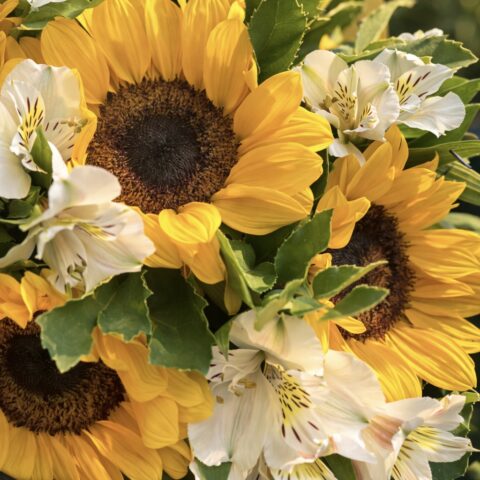 Girasoles y alstroemerias