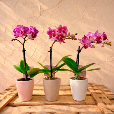 Mini orquídea