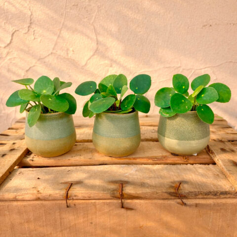 Mini planta del dinero china