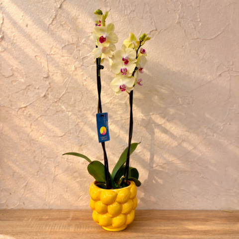 Orquídea limón