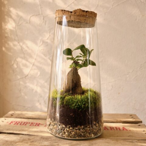 Terrario grande con mini bonsai