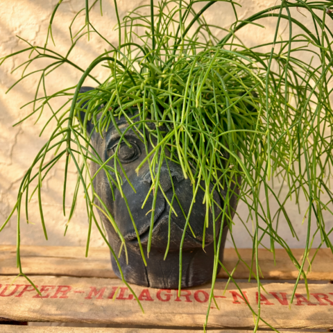Perro planta