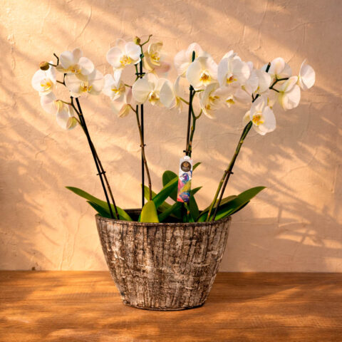 Jardinera grande con orquídeas