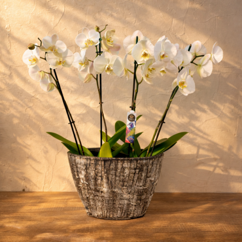 Orquídeas en jardinera