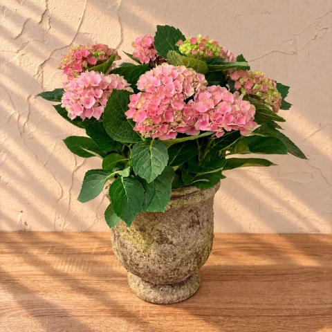 Hortensia con macetero grande