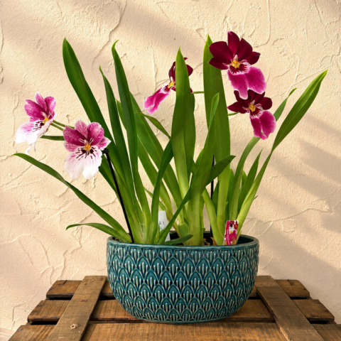 Jardinerita con 2 orquídeas Miltonias