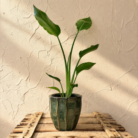 Strelitzia