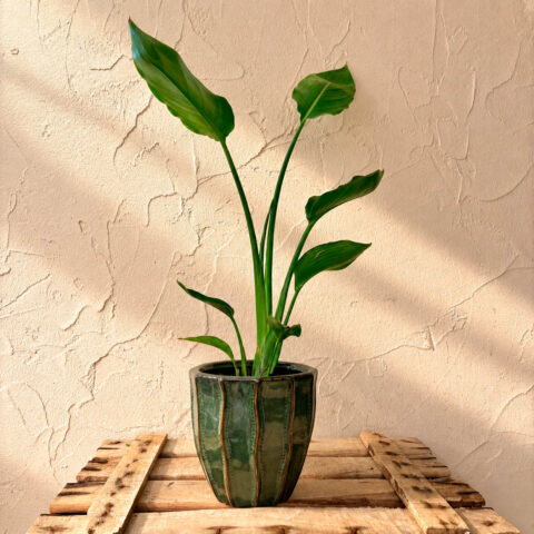 Strelitzia, planta de interior de hojas verdes en maceta