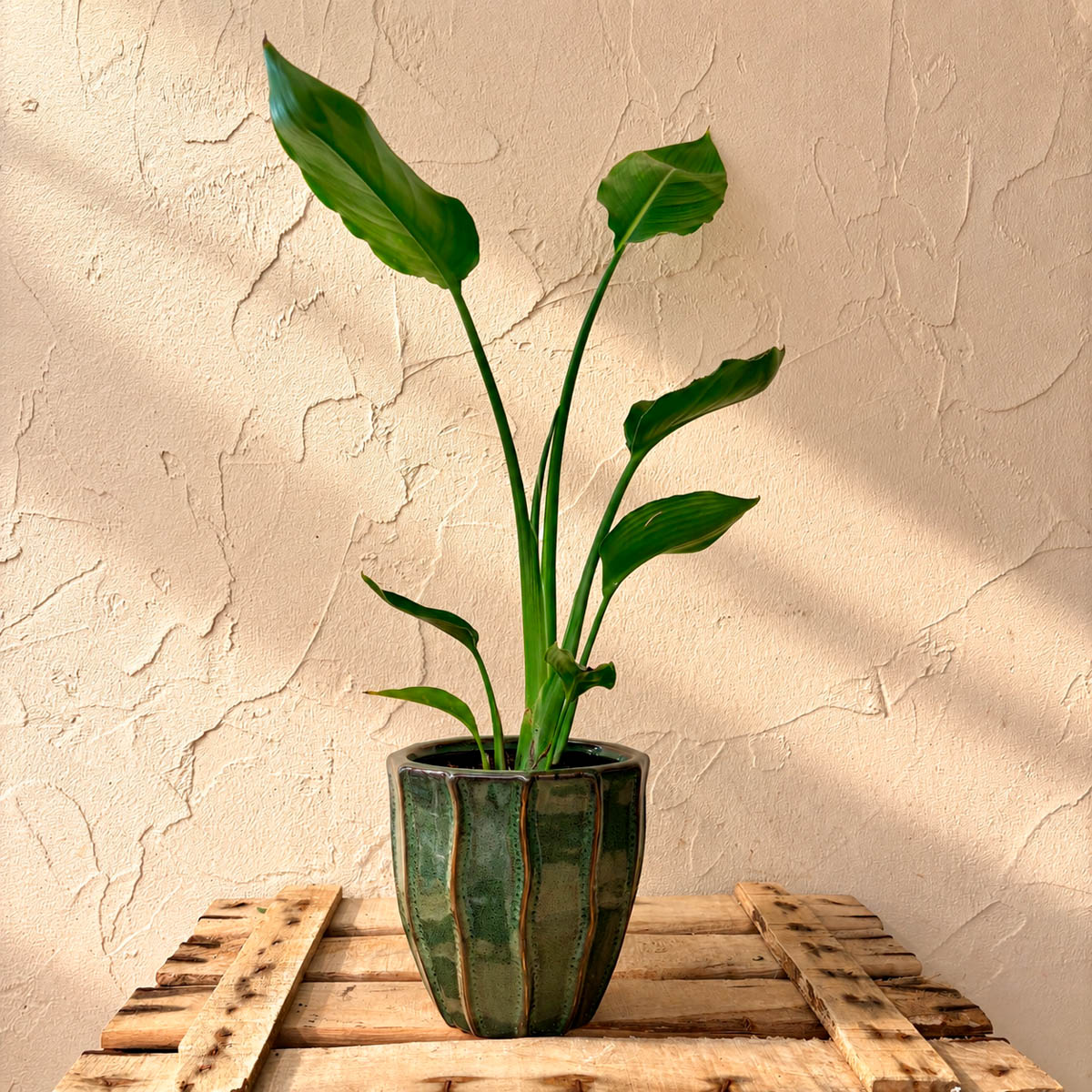 Strelitzia, planta de interior de hojas verdes en maceta