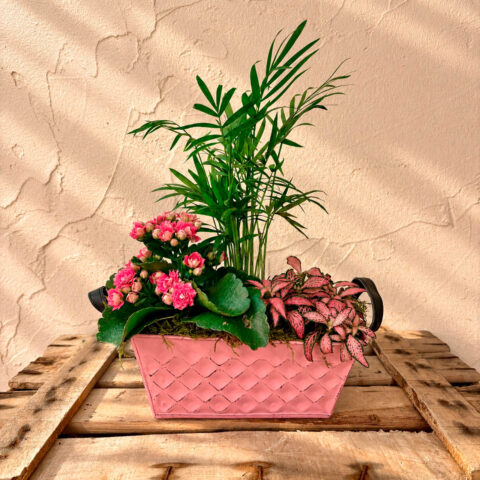 centro con plantitas