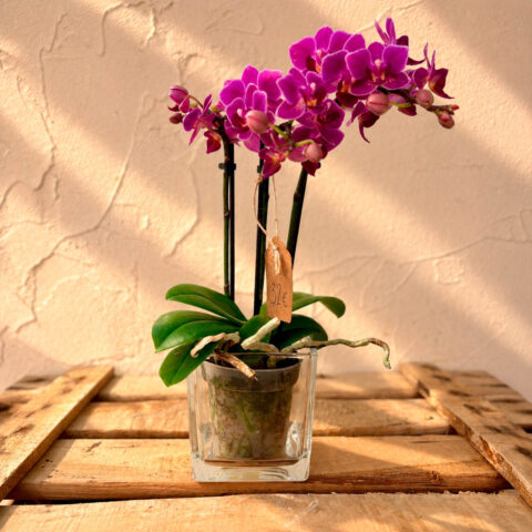 Mini orquídea