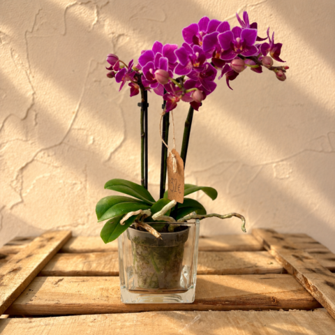 Mini Orquídea macetero cristal
