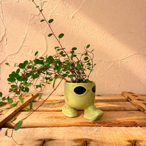 Planta divertida