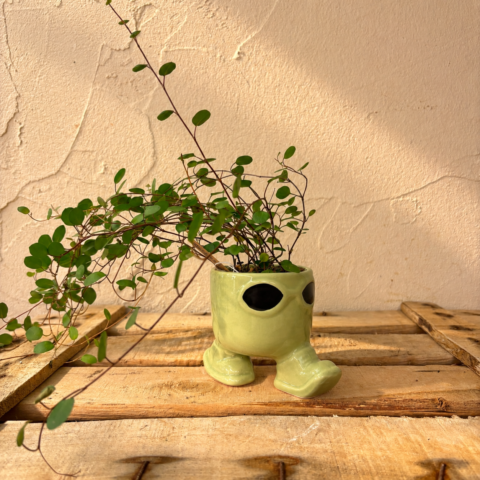 La planta con patas