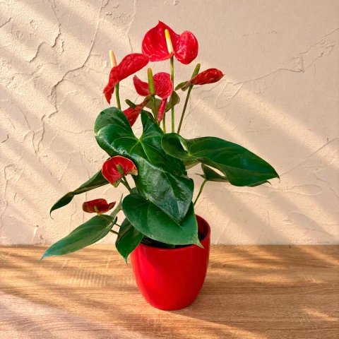 Anthurium