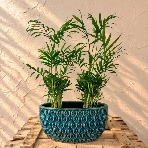 Chamaedoreas