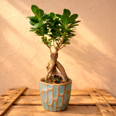 Ficus ginseng