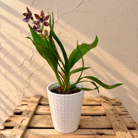 Orquídea Cambria