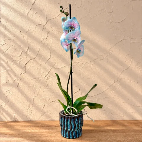 Orquídea azul