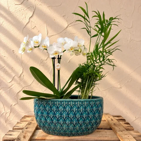 Orquídea y chamaedorea